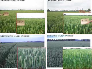 小麦作柄概況写真（７月上旬）-2